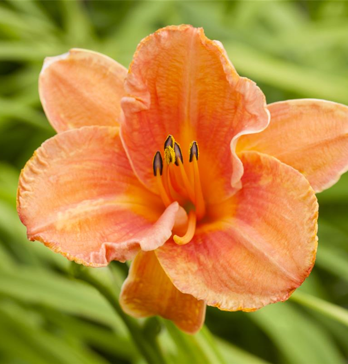 Hemerocallis x cult.'Lynn Hall'