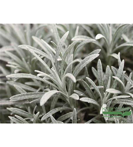 Turkestan-Strohblume