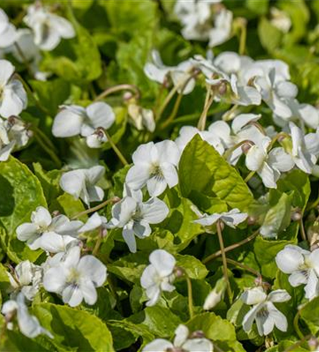 Weißes Pfingst-Veilchen 'Albiflora'