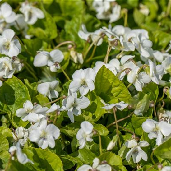 Weißes Pfingst-Veilchen 'Albiflora'