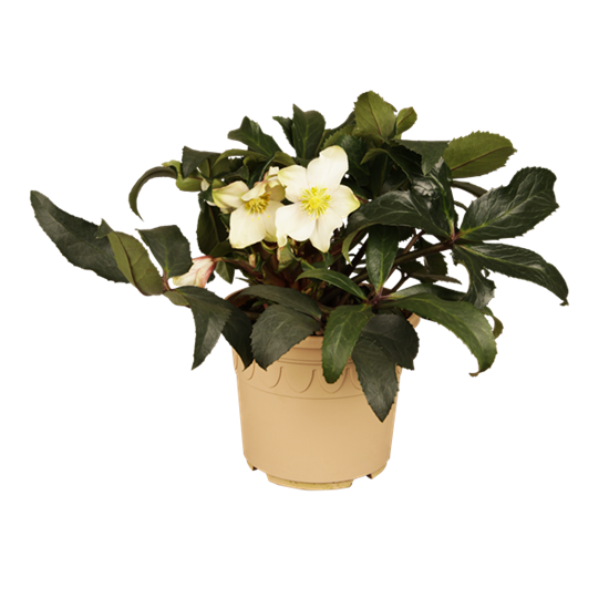 Christrose 'HGC Joker'®