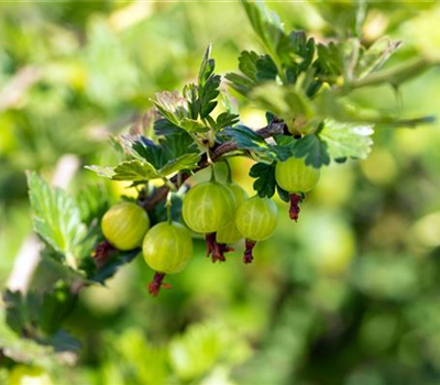 R Ribes uva-crispa 'Mucurines' CAC