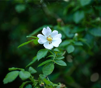 Vielblütige Rose