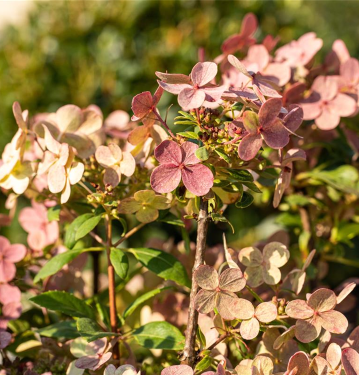 Hydrangea paniculata '(S)witch'®