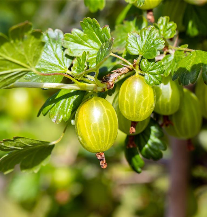 Ribes uva-crispa 'Hinnonmäki', gelb