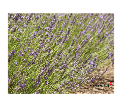 Bastard-Garten-Lavendel 'Grosso'