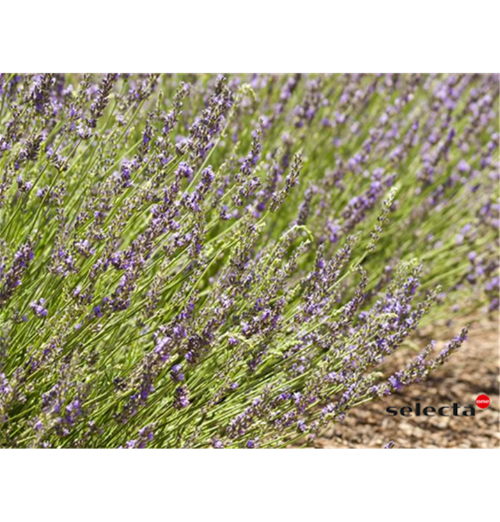 Lavandula x intermedia 'Grosso'