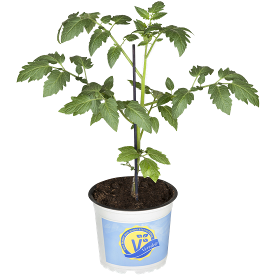 Datteltomate 'Mirado® Red'