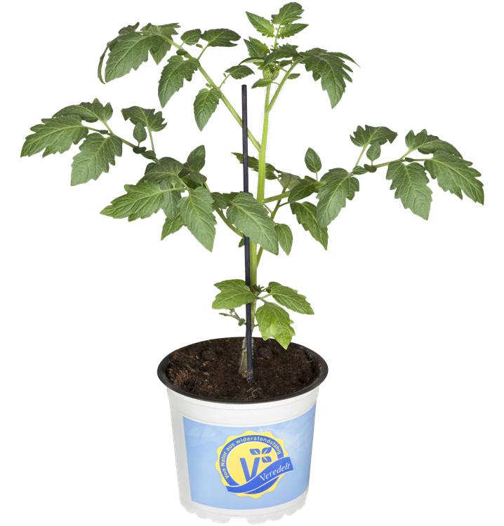 Solanum lycopersicum 'Mirado® Red'