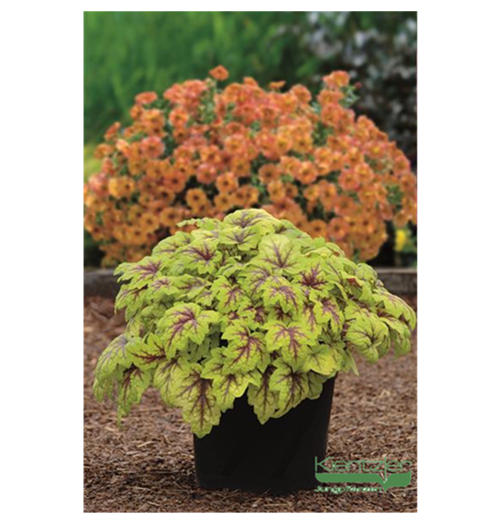 Heucherella 'Stoplight'®
