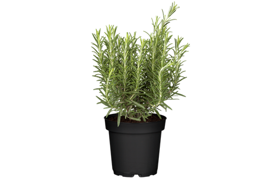 Rosmarin 'Abraxas'