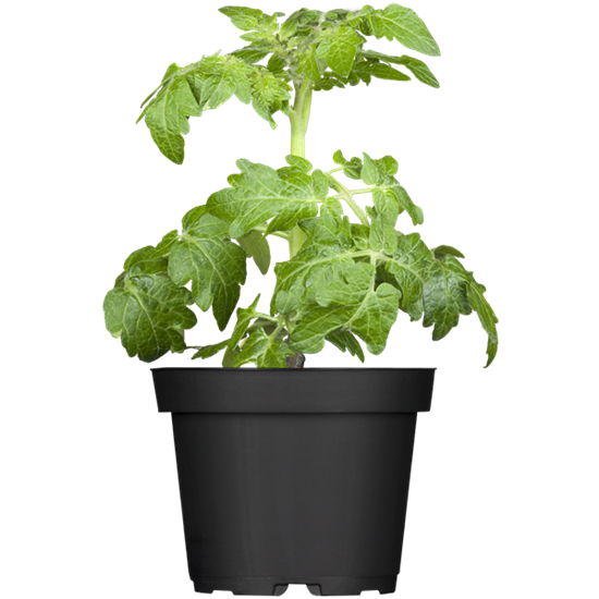 Zwerg-Tomate 'Primagold'®