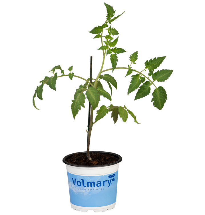 Solanum lycopersicum 'Tuma® Red'