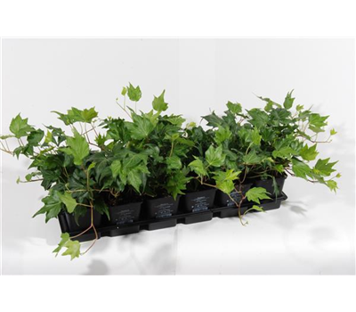 Hedera helix 'Green Ripple', 12er Set