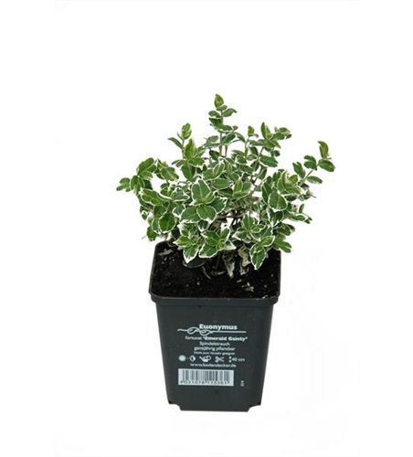 Euonymus fort. 'Emerald Gaiety', 12er Set