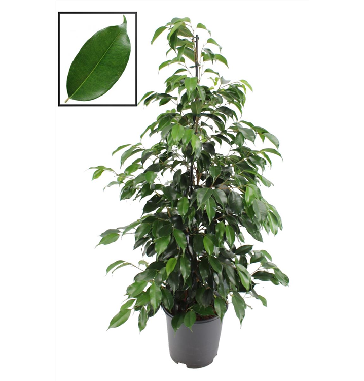 Ficus benjamina 'Danielle'