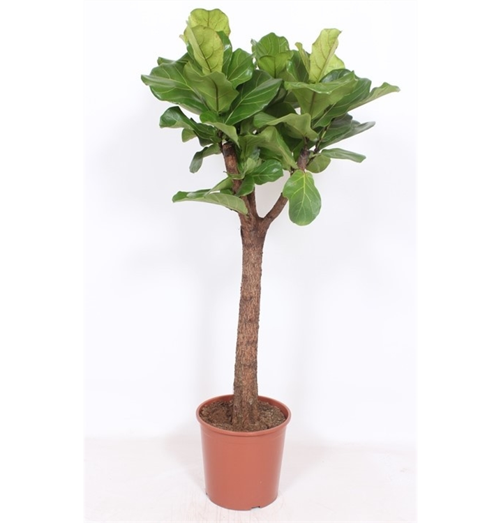 Ficus lyrata