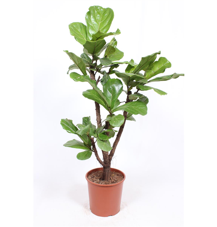 Ficus lyrata