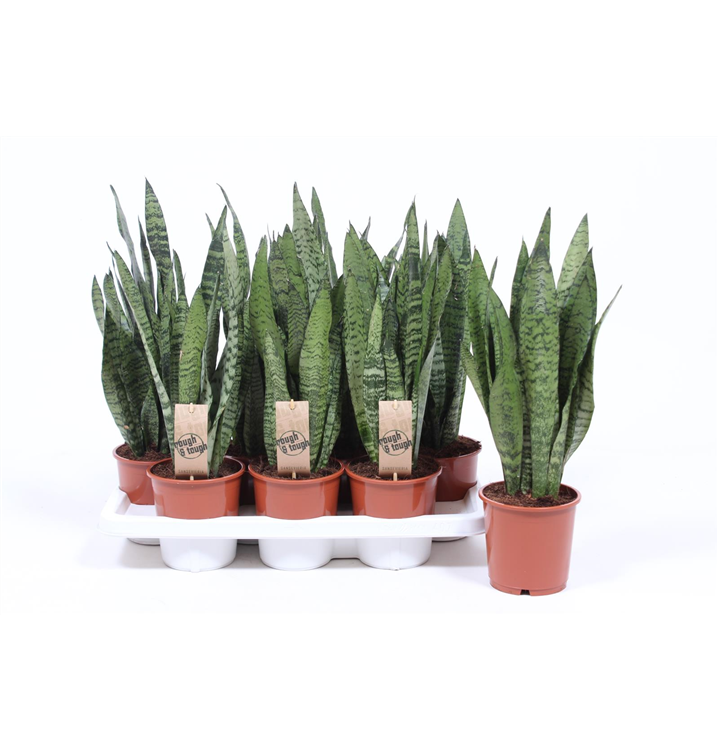 Sansevieria zeylanica