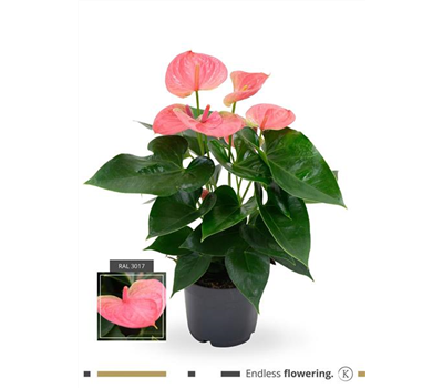 Flamingoblume 'KARMA Pink'