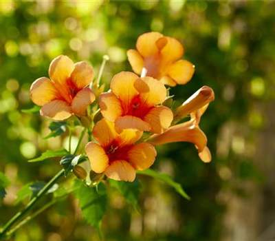 Campsis radicans 'Indian Summer'® 