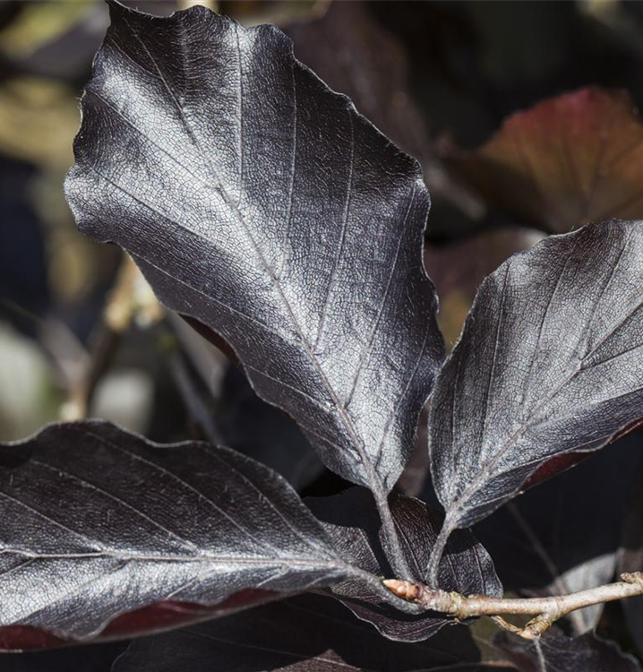 Fagus sylvatica Swat Magret