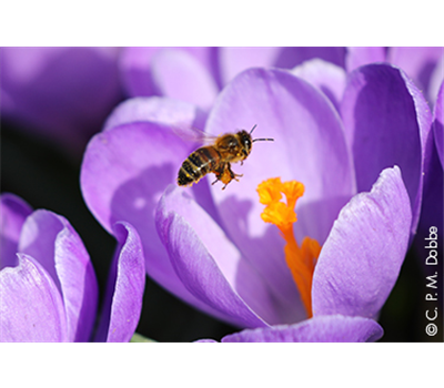 Bienenfreundliche Blumenzwiebeln