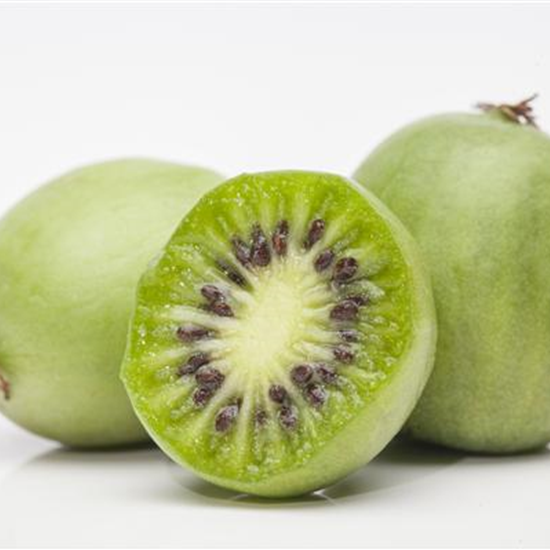 Mini-Kiwi