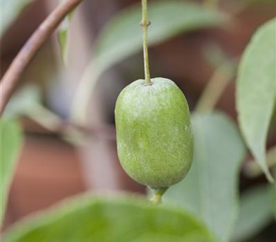 R Actinidia arguta 'Issai'