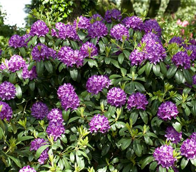 Catawba-Rhododendron 'Grandiflorum'