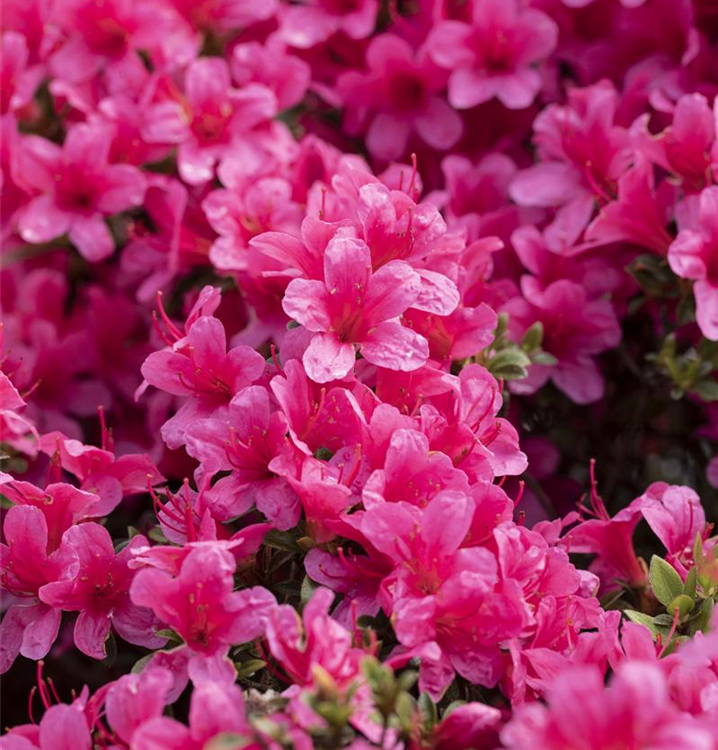 Rhododendron obtusum 'Drapa'®