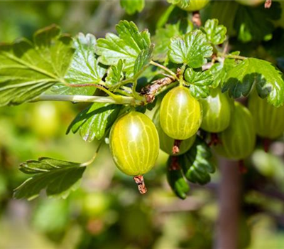 R Ribes uva-crispa 'Hinnonmäki gelb' CAC II