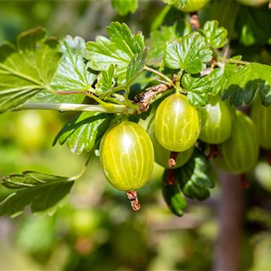 R Ribes uva-crispa 'Hinnonmäki gelb' CAC II