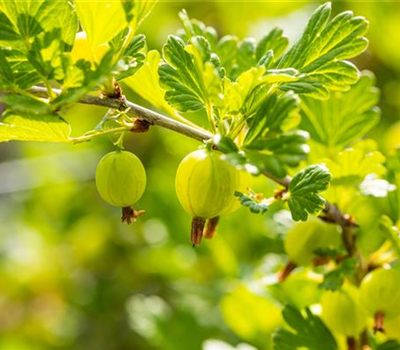 Ribes uva-crispa 'Hinnonmäki grün' CAC II