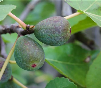 Feigenbaum 'Firoma'®