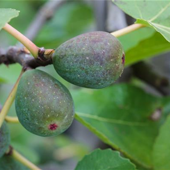 Feigenbaum 'Firoma'®