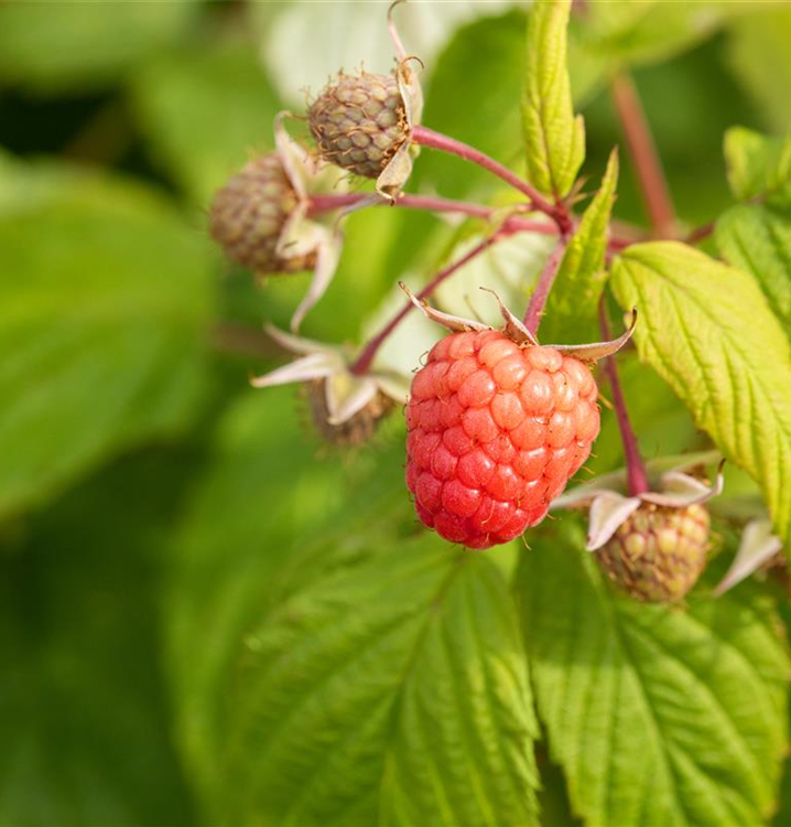 Rubus idaeus 'Autumn Bliss'®