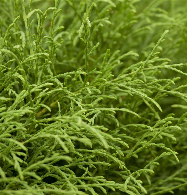 Thuja occidentalis 'Mr. Bowling Ball'