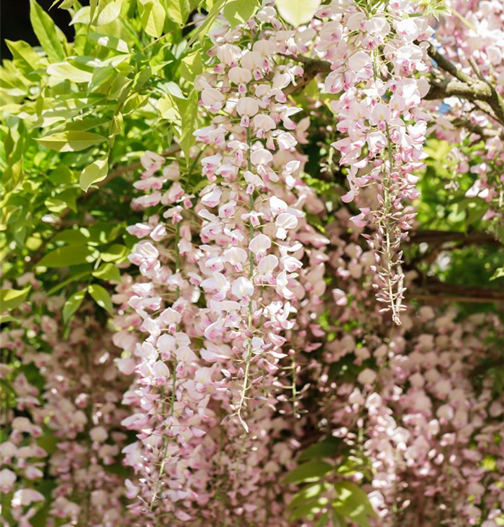 Wisteria brachybotrys 'Shiro-Beni'