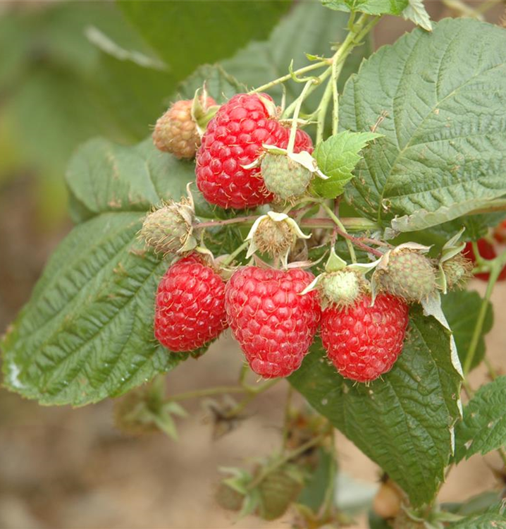 Rubus idaeus 'Glen Ample'®