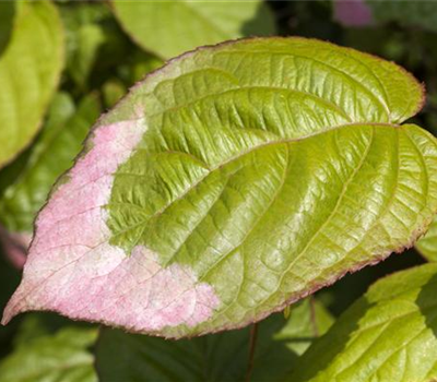 Actinidia kolomikta