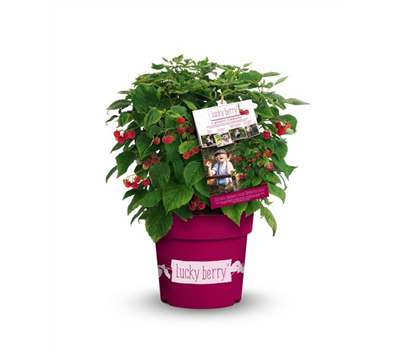 Himbeere 'Lucky Berry'®