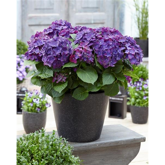 Bauernhortensie 'Forever & Ever'®, violett