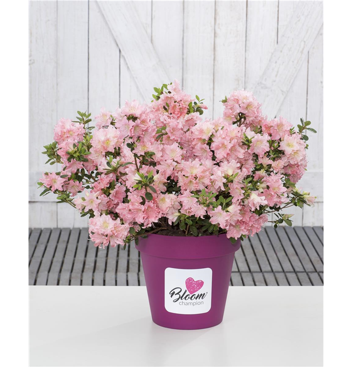 Rhododendron obtusum 'BloomChampion® Salamon'