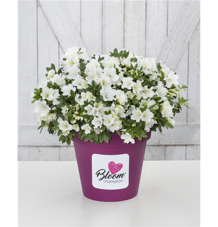 Rhododendron obtusum 'BloomChampion® White'