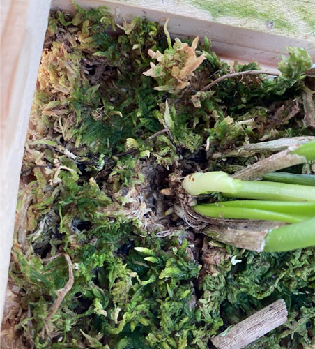 Dracula navarroorum (ÄffchenOrchidee)