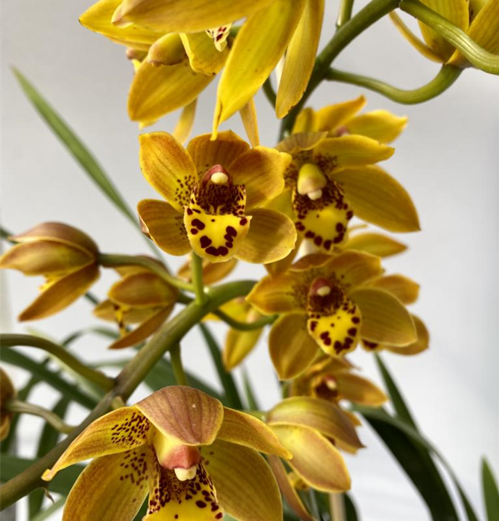 Cymbidium Benjamino Girl