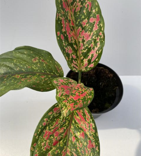 Aglaonema Venus