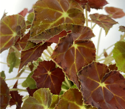 Begonia grün/ dunkel rotes Blatt 