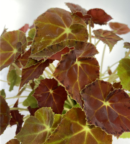 Begonia grün/ dunkel rotes Blatt 